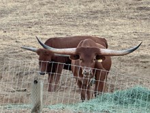 Westhaven Phoebe D'OR