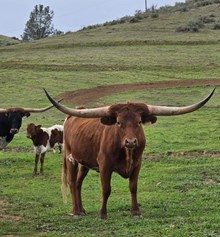 Westhaven Phoebe D'OR