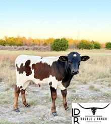 DLR Jeremiah's Jackpot