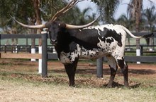 RAGNARS BLACK VELVET 🇧🇷