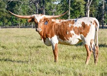 RJF CAROLINA ROSE  334