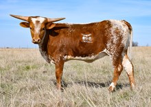 RTG Cheers of Distinction