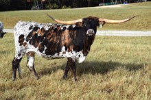 Ranger's Gunner Queen 31/22