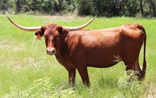 ROSITA RED 2212