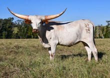 SF Fit to be a Queen