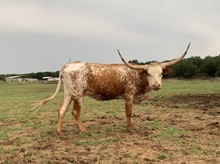 CC SAHARA'S MYSTICAL MOOMOO