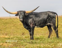 SOR Lady Of The Night