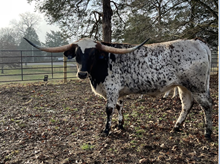 Southern Texas Ranger