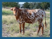 DBL-K SPICE X WHEELS STEER