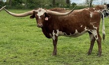 LCL Monikas Rural Star