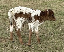 20 Gauge x Tejas Glory Bull Calf
