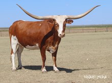 GLR ROYAL TEXANA GAL