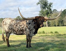 DBL-K TRICK ME TWICE