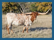 DBL-K TWICE THE PRICE