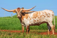 DBL-K HIGH SEAS X WHEELS 304