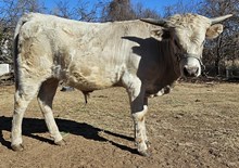 Whiskey Rebellion CPL