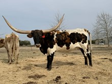 SWAGGER'S DELUGE BCB