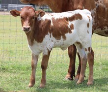 CR Apollo x Added Value Heifer Calf