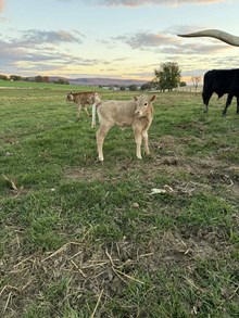 Nel-Tam Hidden Tulips