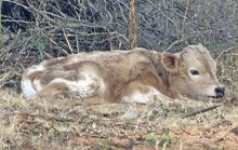 Shamrock's 2026 heifer