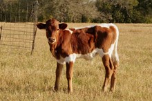 bull Priority x Trued Up 534