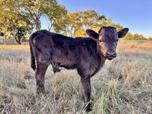 Iron Drag LP x HL Peanut Patty