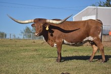 CHARRO'S CHACHITA CB