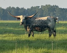 Lil' Rock's Covergirl TK