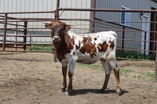Jammin Tex x RJF Tuff Cowgal (H) 