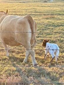 ECR Lovely rose x BR Cracker jack 