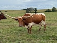 PT Dancin In The Rain