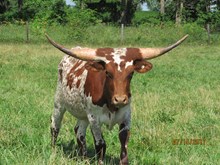 TXN Mary Jean Special 