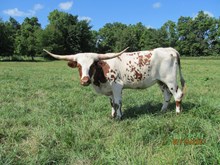 TXN Candy Special