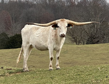 ALL MOO CDC