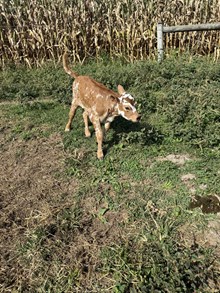 Nel-Tam Hidden Toffee