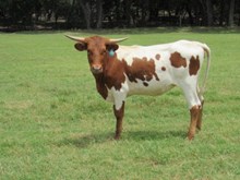 BRR Bella Eccitata 5/19