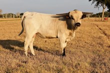 FIRE STARTER BCR 447