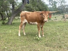 BRR Bella Gabriella 2/19