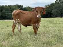 BRR Bella Gelato 3/20