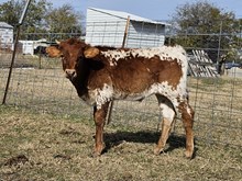 Double the Good Vibes DSM