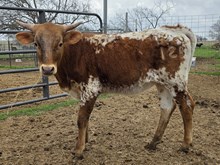 Double the Good Vibes DSM