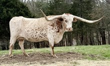 MM Profits Grand Safari