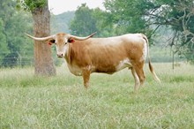 BCR GRANDE TRADITION 134