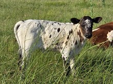 Good Bet's Heifer Calf