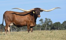 HELM Miss Impressive 512