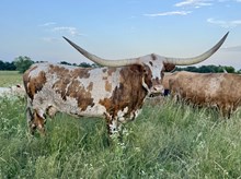 +F CASANOVA'S CAROLINE