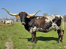 Kahlua and Cream DSM