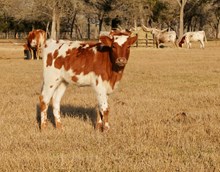 BCR Light My Fire 537