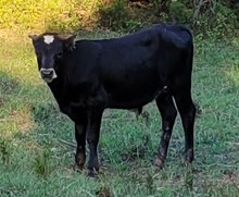 LL Zeus Teardrop 2025 BC