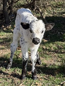 male calf 63